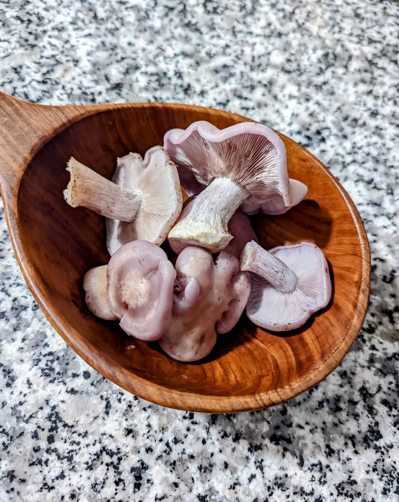 Gourmet Mushroom Culture Special! Over 180 Species Available at PrimeFungi