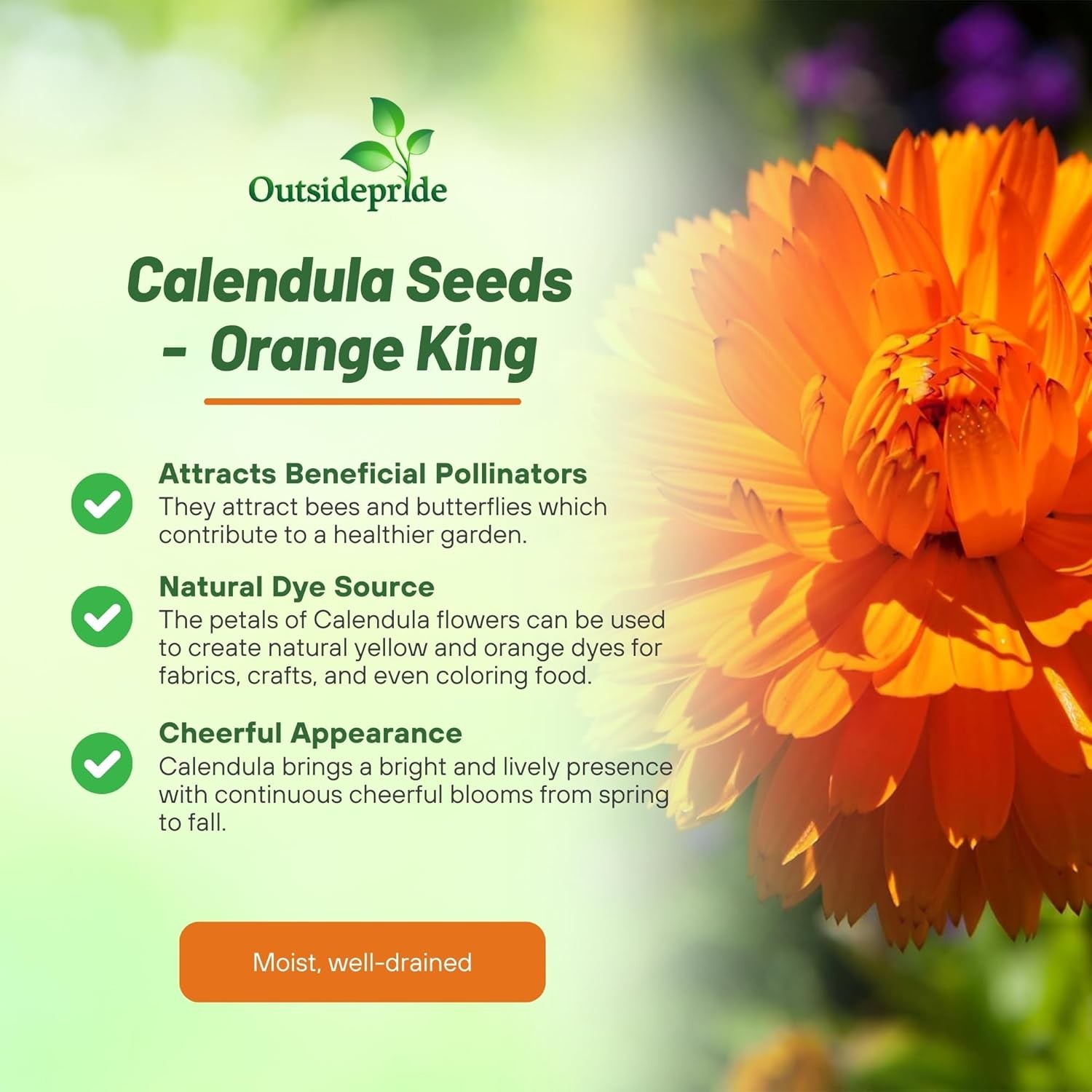 1000 Seeds Drought Tolerant Calendula Orange King Garden Flower Plant Seed