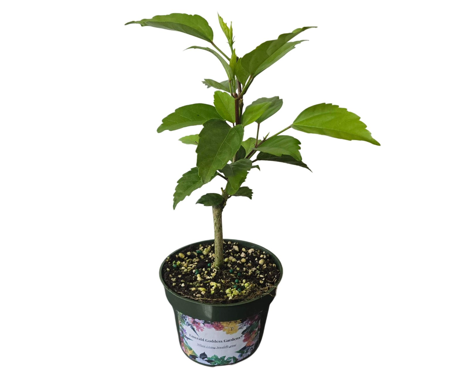 PEACH ORANGE Lions Tail Tropical Hibiscus Plant Rare Unusual Pom Pom Flower