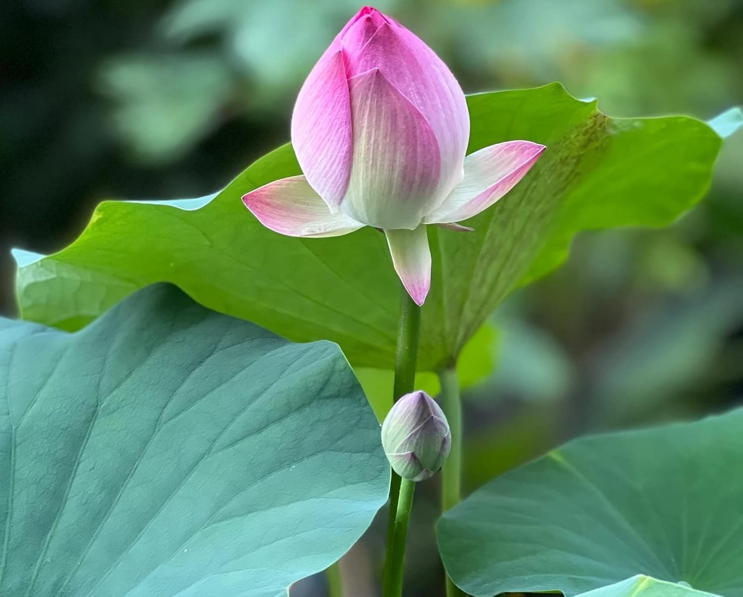 10pcs Lotus Seeds Mixed Pink Red Green Color Water Lily Indoor Outdoor Garden