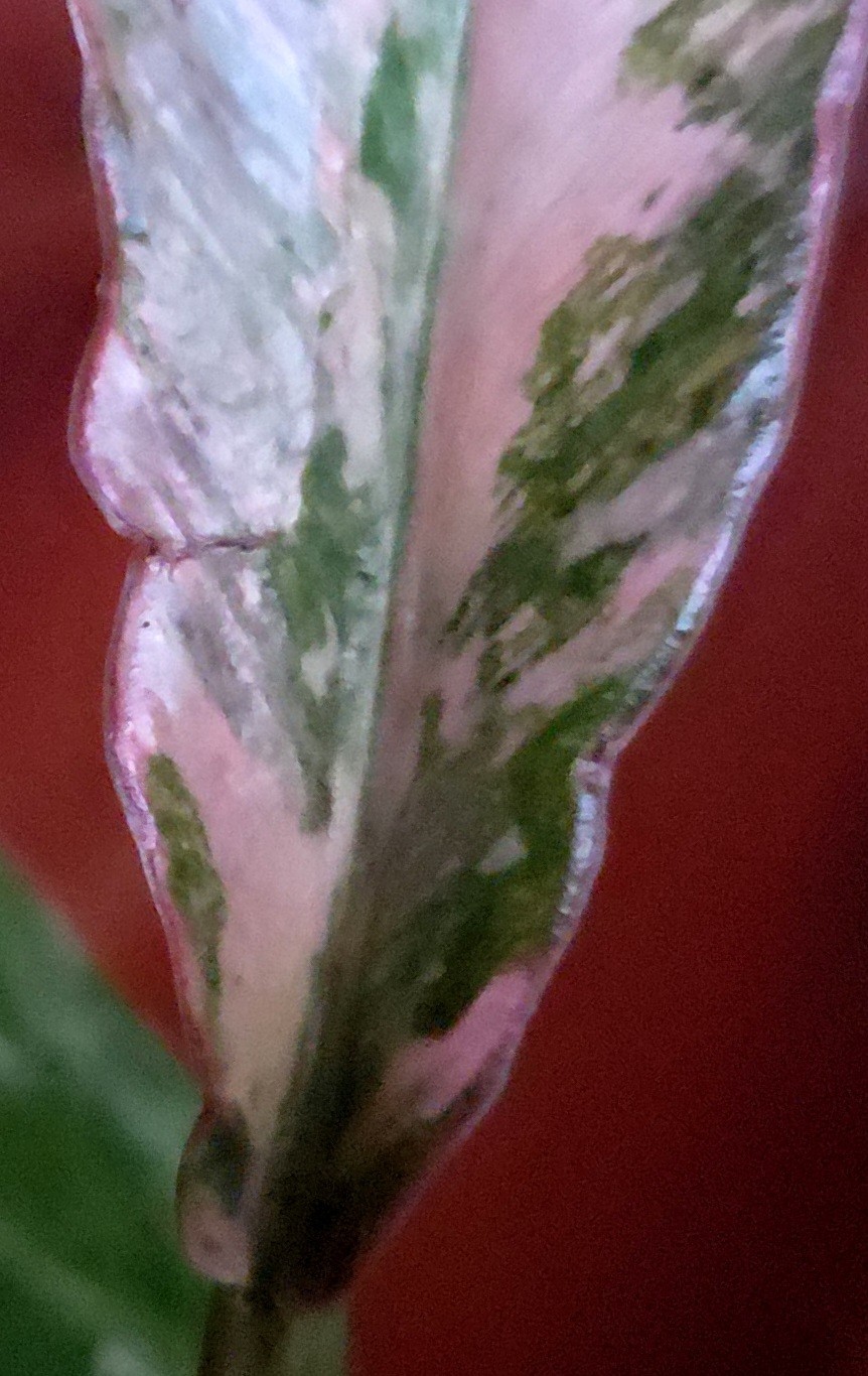 Rare Philodendron Variegated Pink Fire Tiger 11″ Tall Not Anthurium Monstera