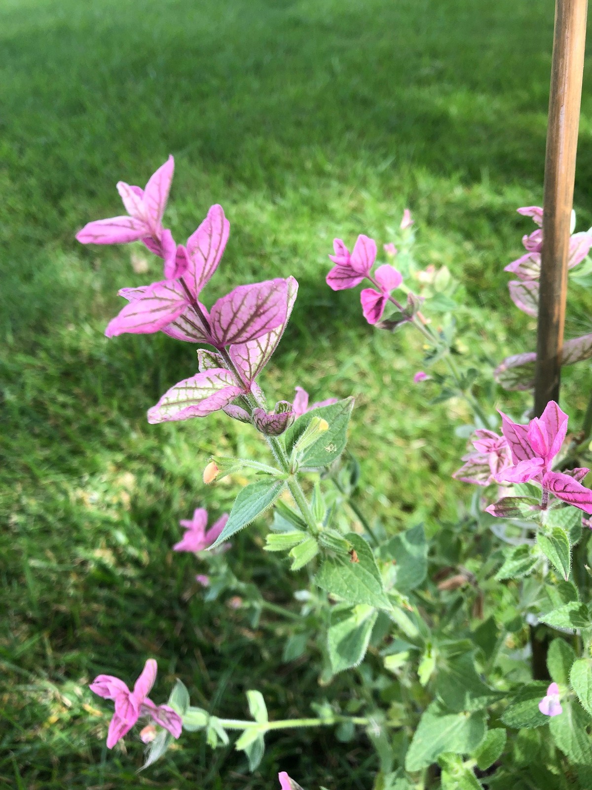 Salvia (Salvia viridis) Live Flower Plants – Seedlings/Plugs- 4″- 12″ tall