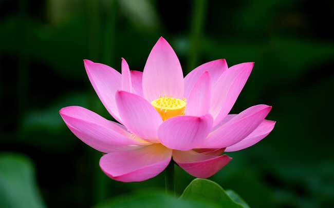 5 PCS PINK WHITE LOTUS SEEDS – 5 HẠT SEN TA TRẮNG HỒNG (95% GERMINATION)
