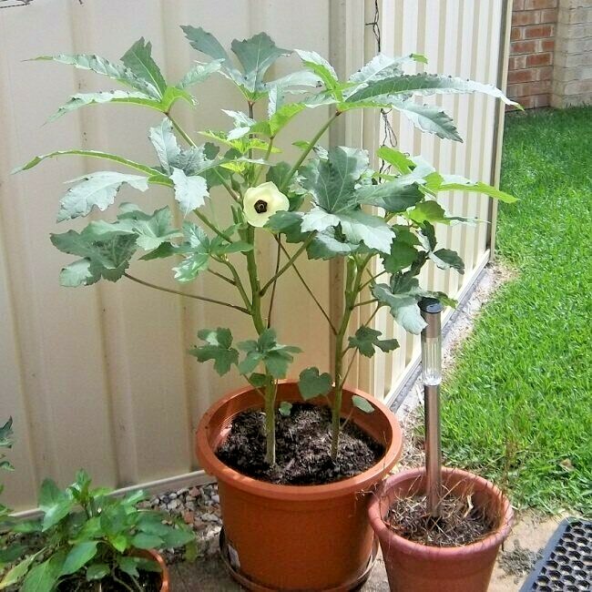 40+PERKINS DWARF OKRA Seeds Compact 4′ Plant Full Size 8″ Pods Garden Container