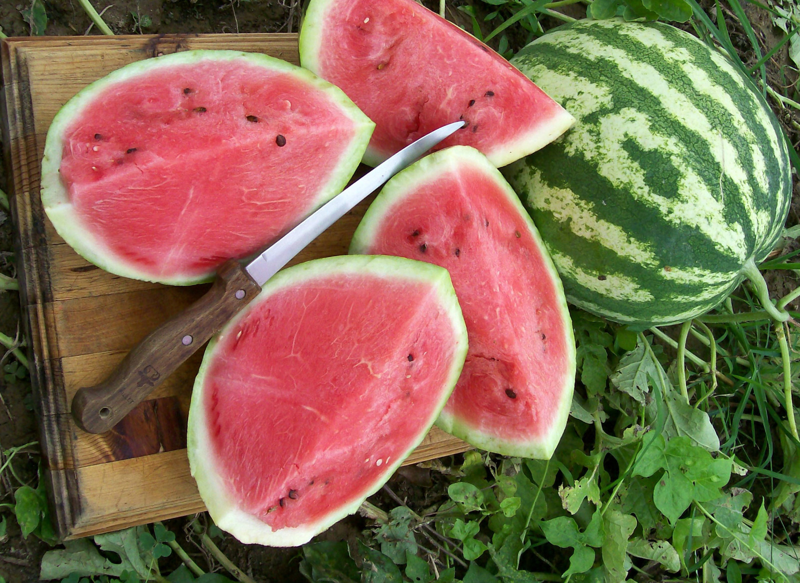 25+ CRIMSON SWEET WATERMELON FRESH FOR GARDENS NON – GMO