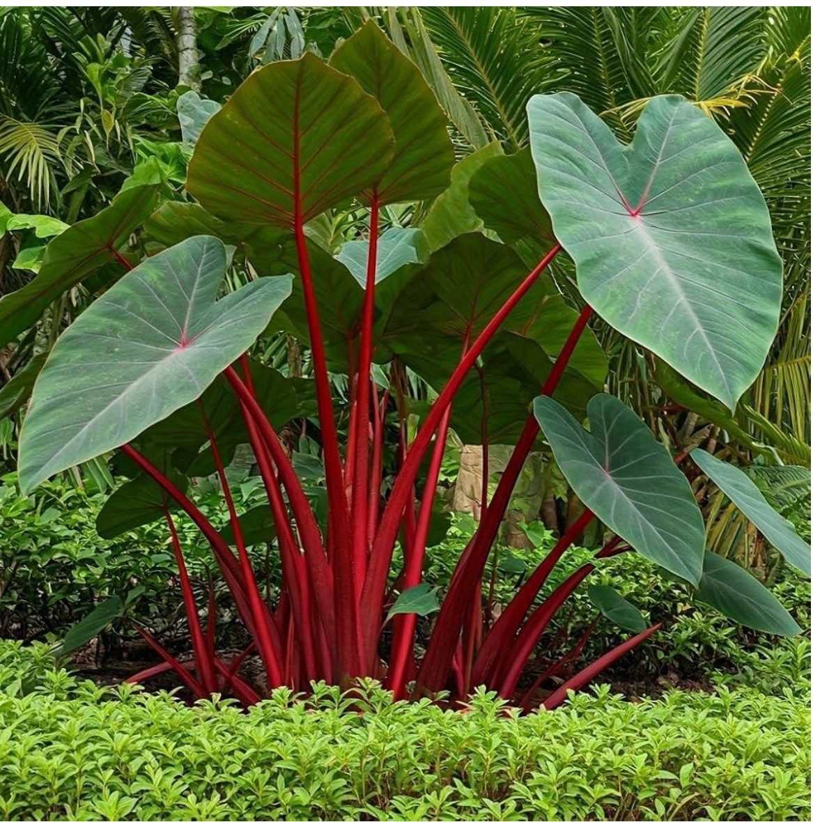 Hawaiian Punch-Colocasia esculenta- Elephant Ear-SMALL ROOTED STARTER Plant