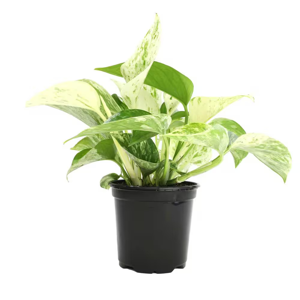 Marble Queen Pothos (Epipremnum Aureum) Indoor Houseplant in 4.25 In. Grower Pot