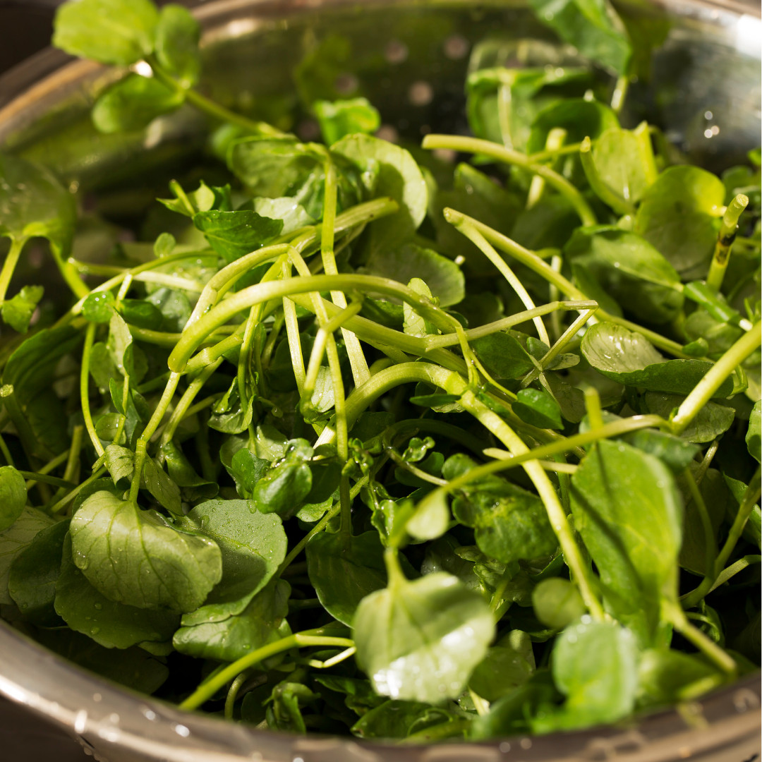 Fresh Green Watercress Seeds | Xi Yang Cai | Heirloom Non-GMO | Vegetables Seeds