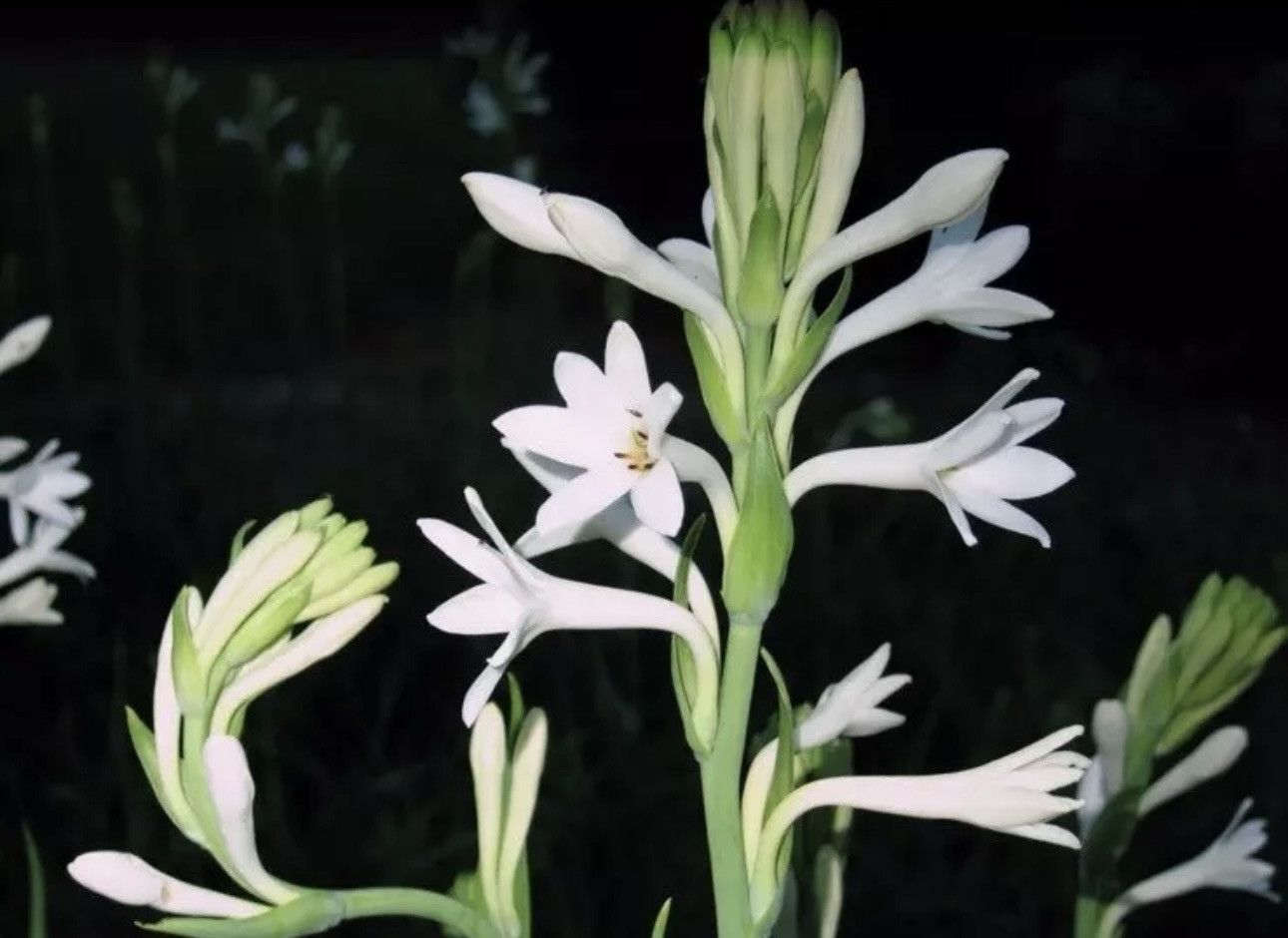 2 Clumps Tuberose, Bulbs 5+ Size Medium, Rooted &Sprouted Ready To Plant