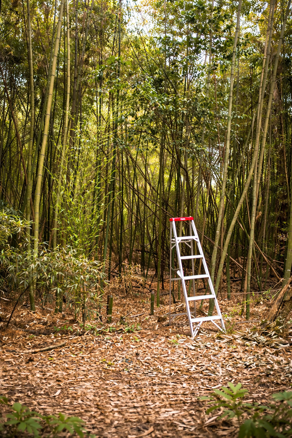 Phyllostachys Vivax LIVE Rhizomes – Chinese Timber Bamboo