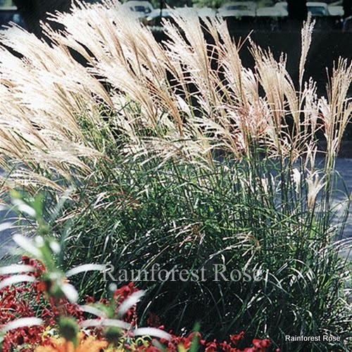 Miscanthus sinensis Adagio 72 plants ornamental grasses wholesale Zone 6-10