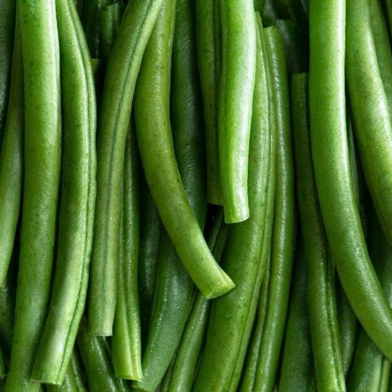 Slenderette Bush Green Bean 10 – 1 Oz Seeds Tender Stringless Heirloom Non-GMO