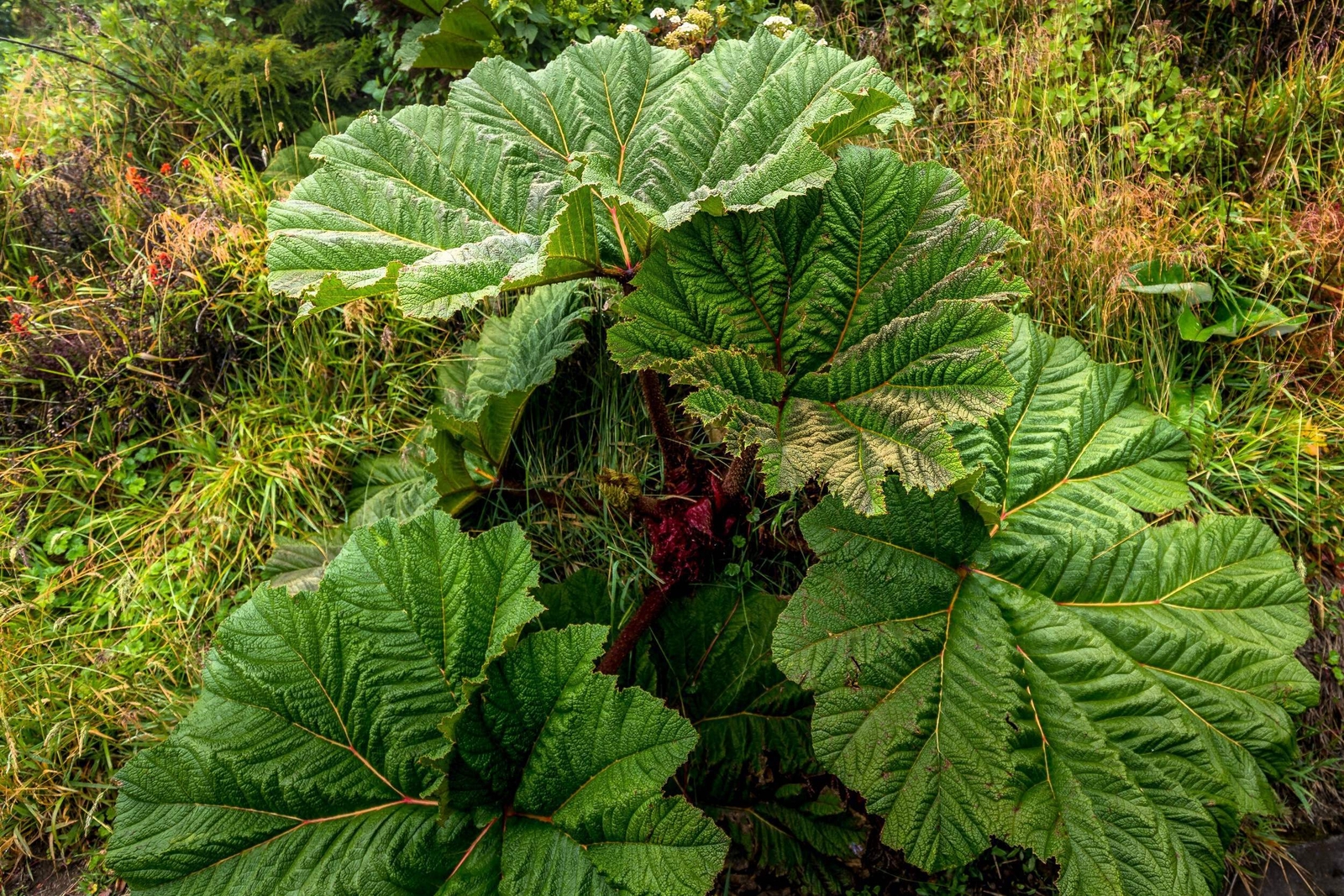 10 GUNNERA INSIGNIS Giant Rhubarb (Leaves to 6′, Red Flower Spikes to 3′) Seeds