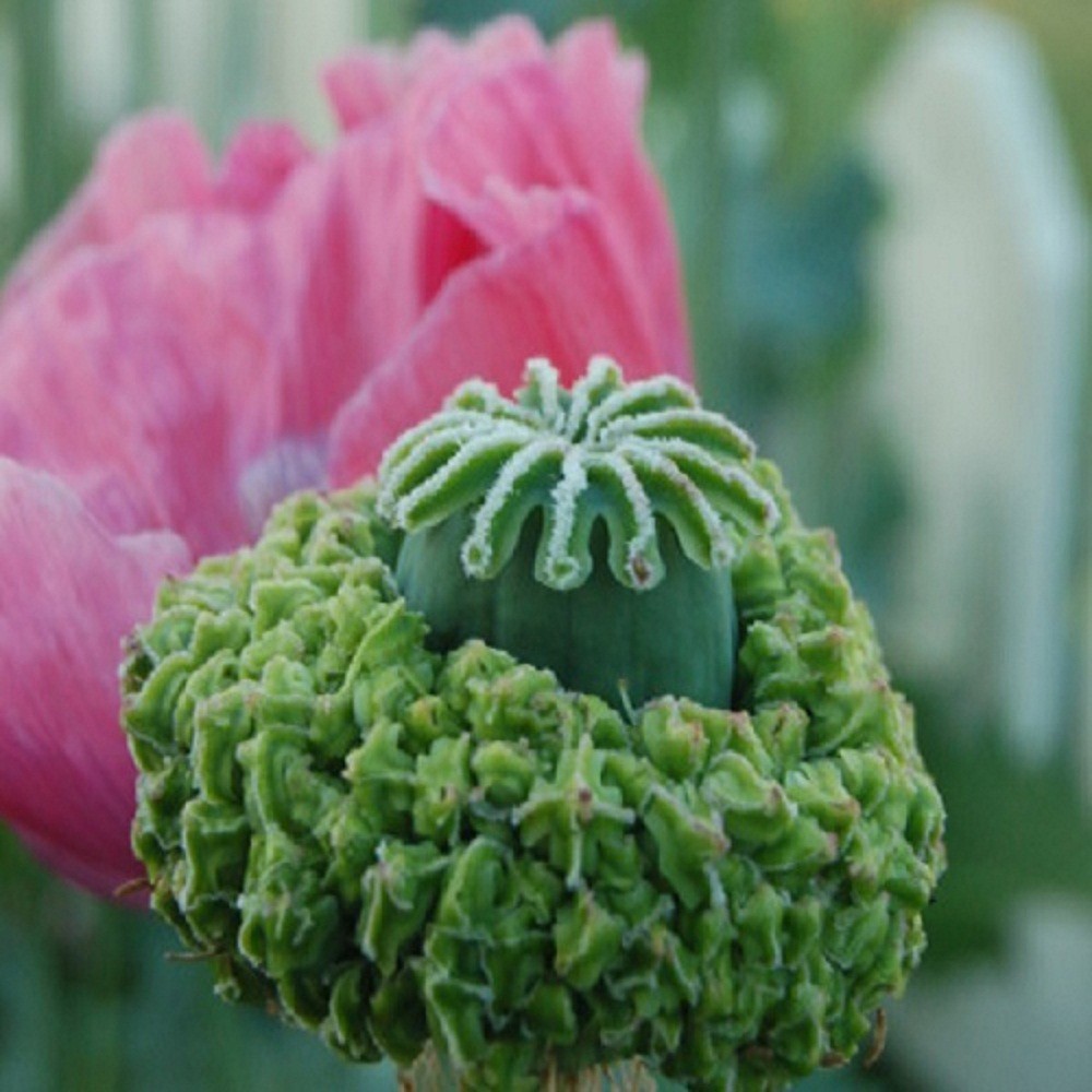 2,500 Organic Hens and Chicks Papaever Somniferum Poppy Seeds For Planting