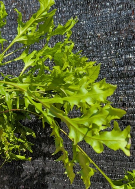 Dragon Wing Fern Exotic Live Rooted Tropical Houseplant Plants Hawaiian Sunset