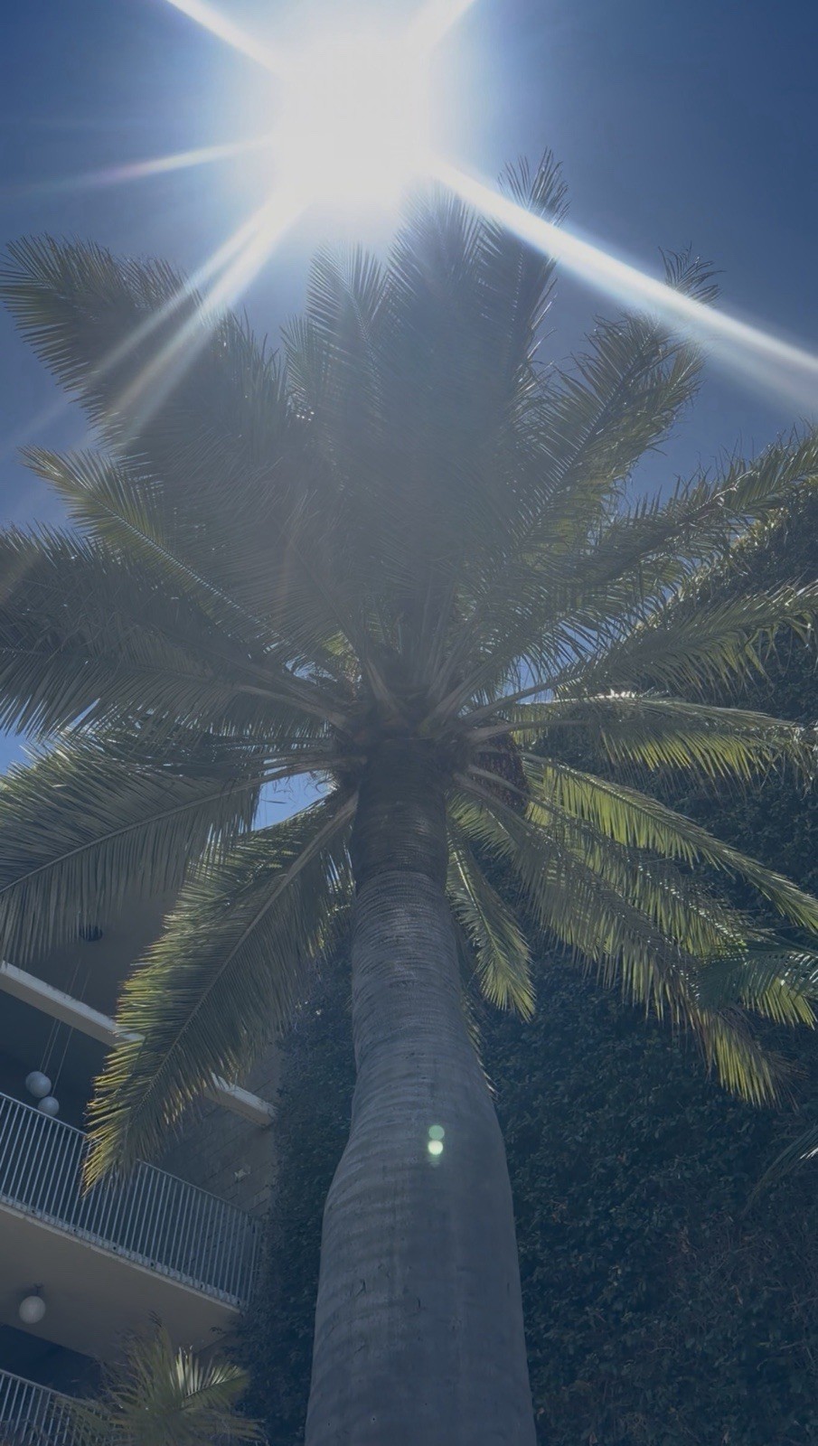 LIVE – Jubaea Chilensis Seedling – Cold Hardy 5F – Snow/Ice Resilient -Rare Palm