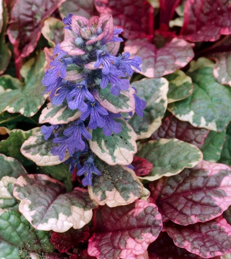 Bugleweed Burgandy Glow (2)