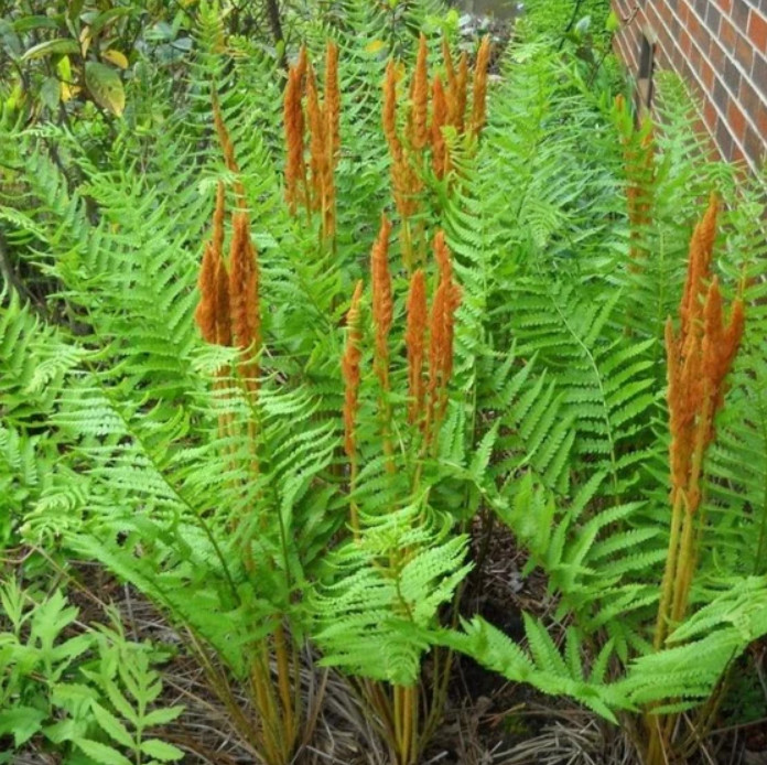 Set 5 Cinnamon Fern Rhizomes – Osmundastrum – Hardy Native Fern – Zones 3–9