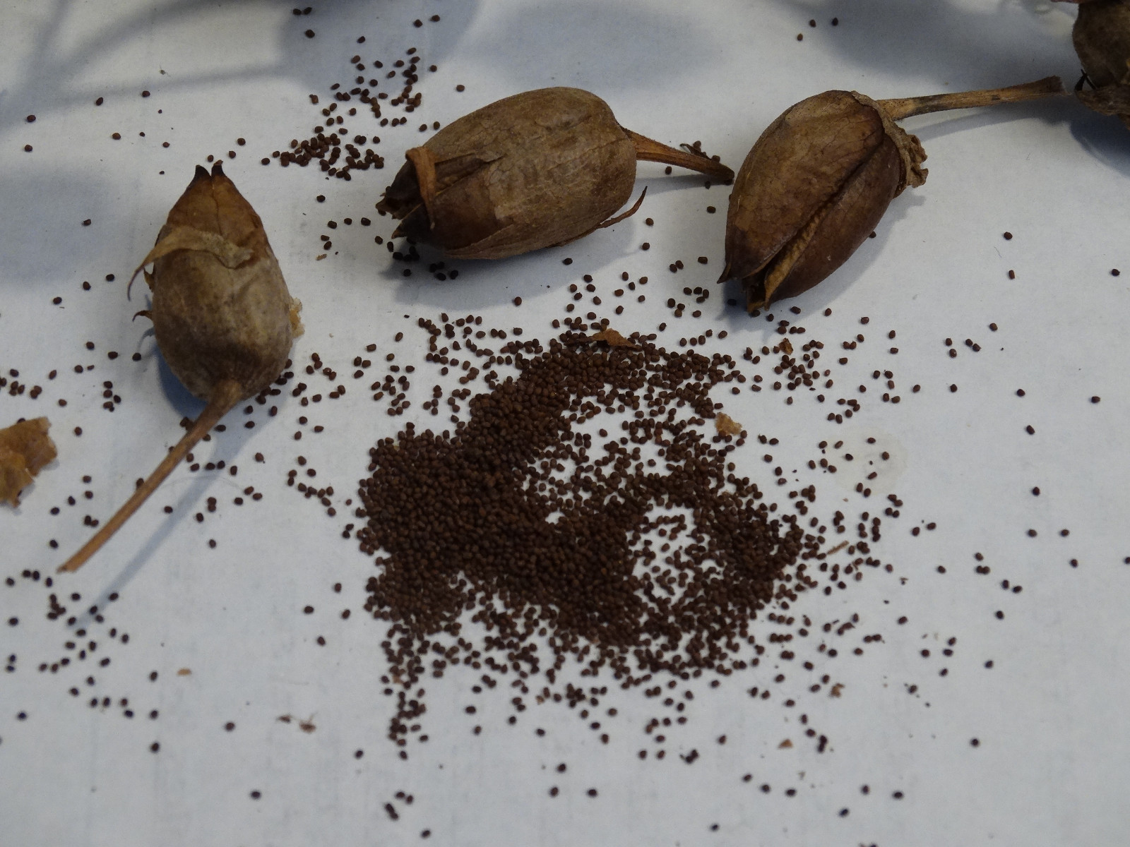 Louisiana PERIQUE TOBACCO 2000+ SEEDS 0.2 Gram RARE HEIRLOOM Fresh 2023 seeds