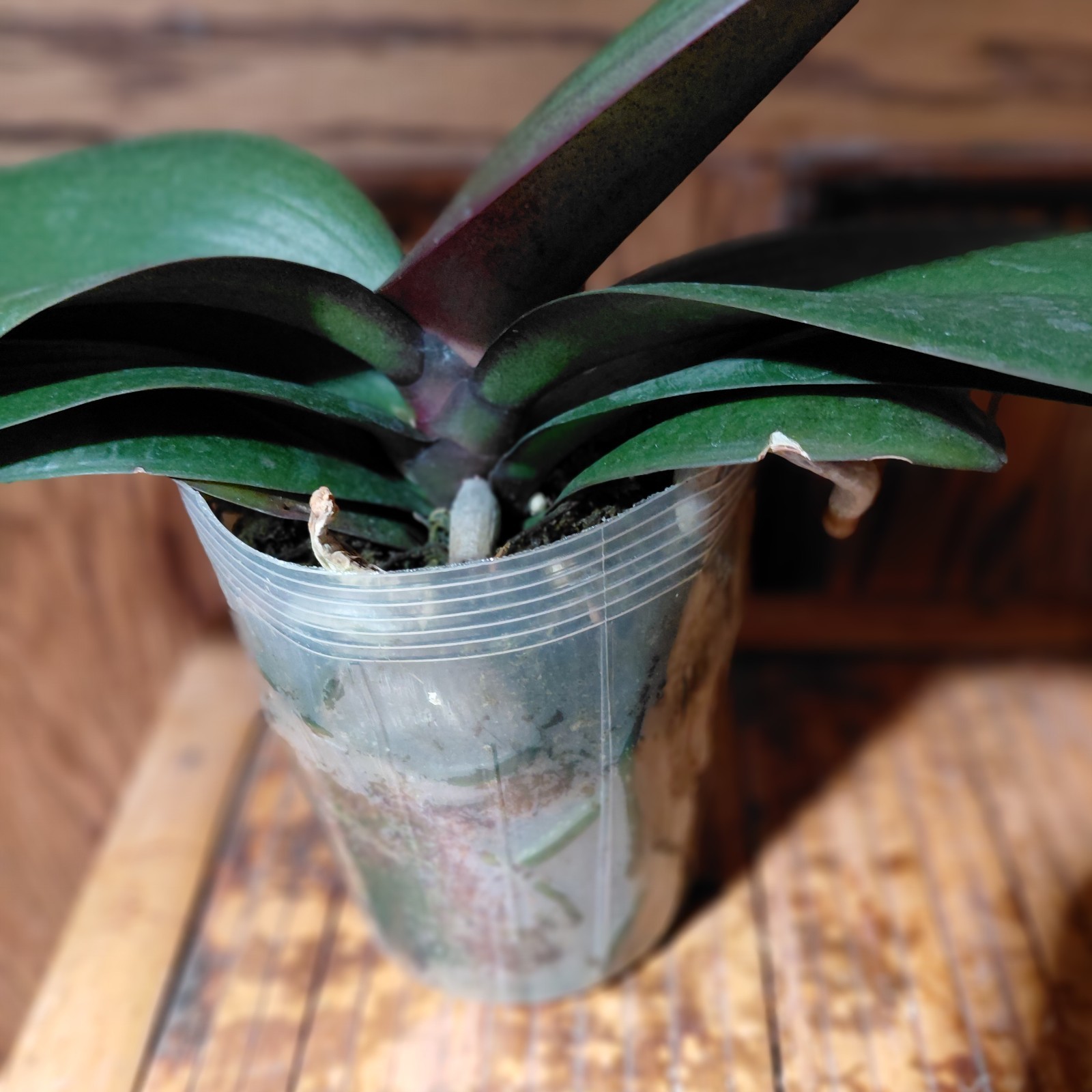 Phalaenopsis Harck Peony – Blooming Size