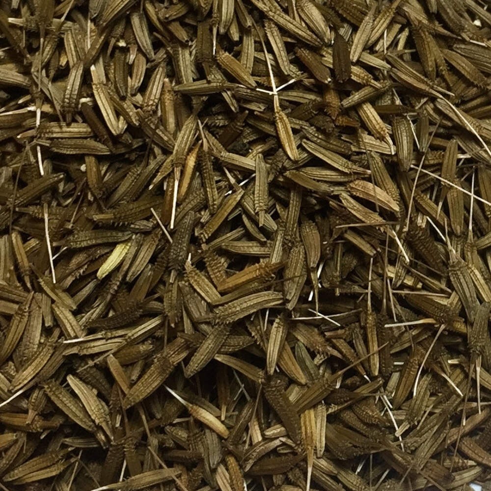 Dandelion Seeds (Taraxacum officinale) ~Traditional Herb Pollinator Garden