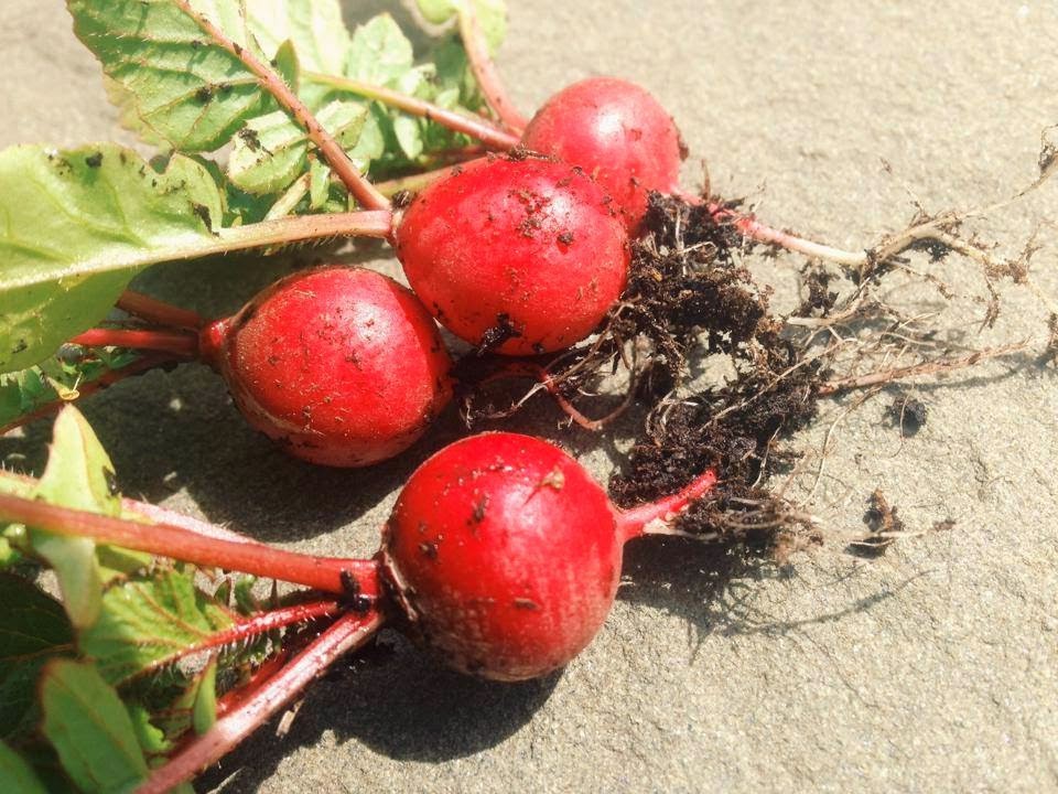 Crimson Giant Radish Seeds | Raphanus sativus Radishes Red German Daikon 2024