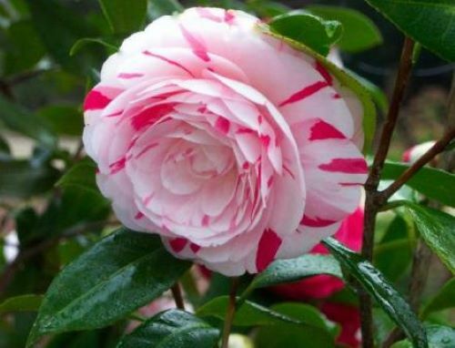 **LA PEPPERMINT**Bicolor Bloom**Camellia Japonica-Live Starter Plant -USA SELLER