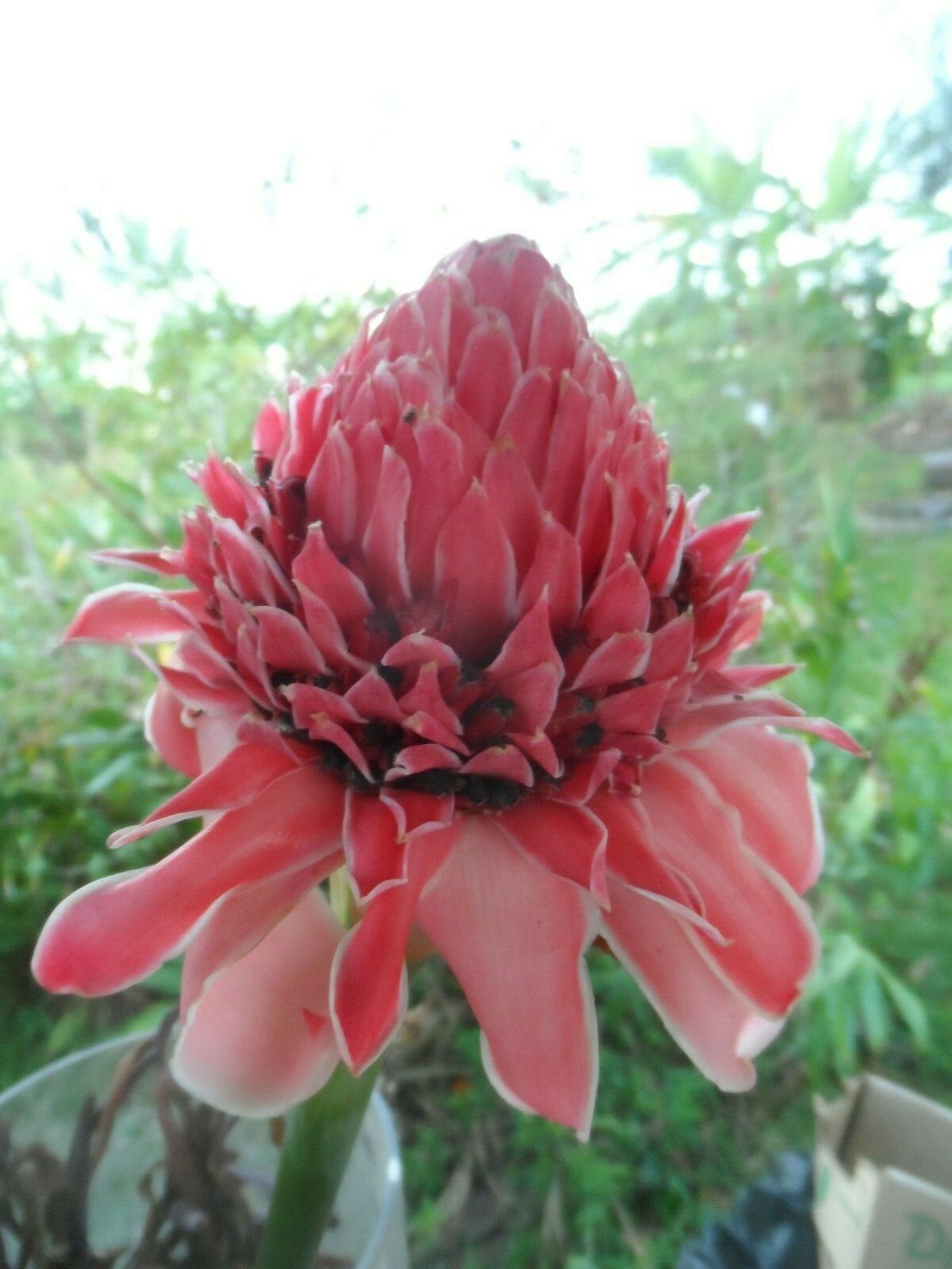 1x PINK TORCH GINGER, ETLINGERA LIVE RHIZOME TROPICAL EXOTIC FLOWER, Ships free