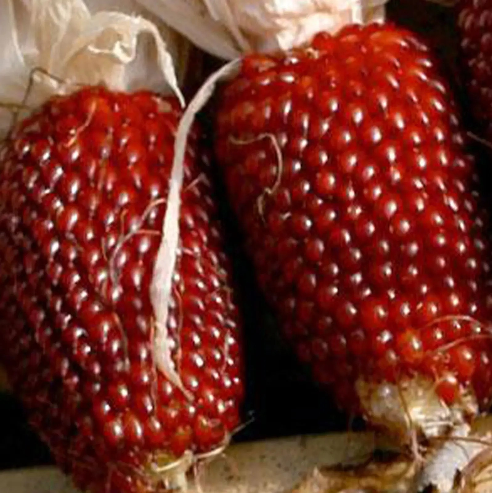 120+ STRAWBERRY RUBY CORN SEEDS – POPCORN – SWEET — HEIRLOOM — ORGANIC — RARE