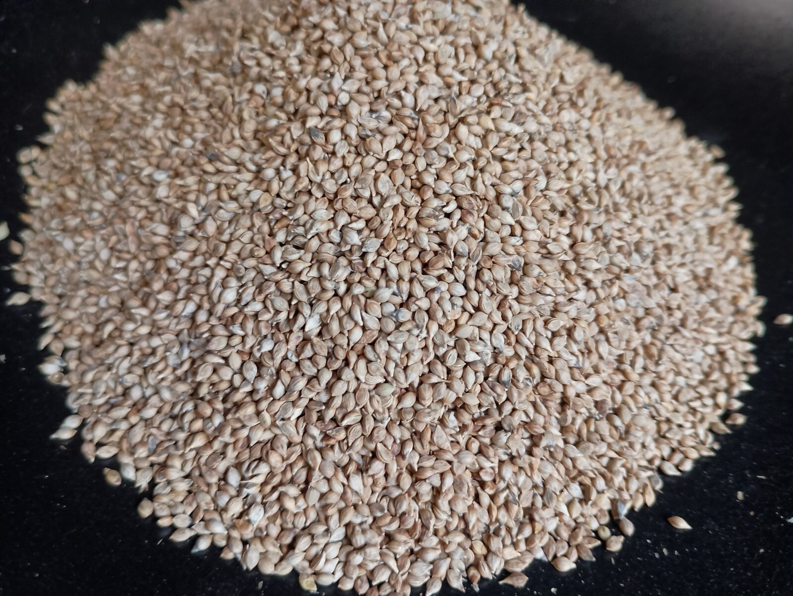 Brown Top Millet Seeds – Fast Growing Drought Tolerant Excellent Wildlife Food