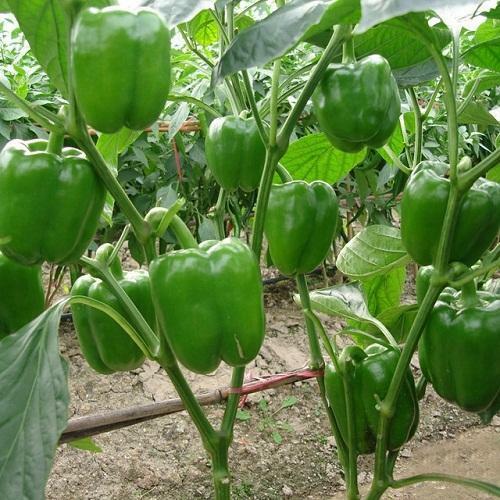 (Medium Garden) Survival Garden Emergency Food Seeds 36 kinds Heirloom USA Seeds