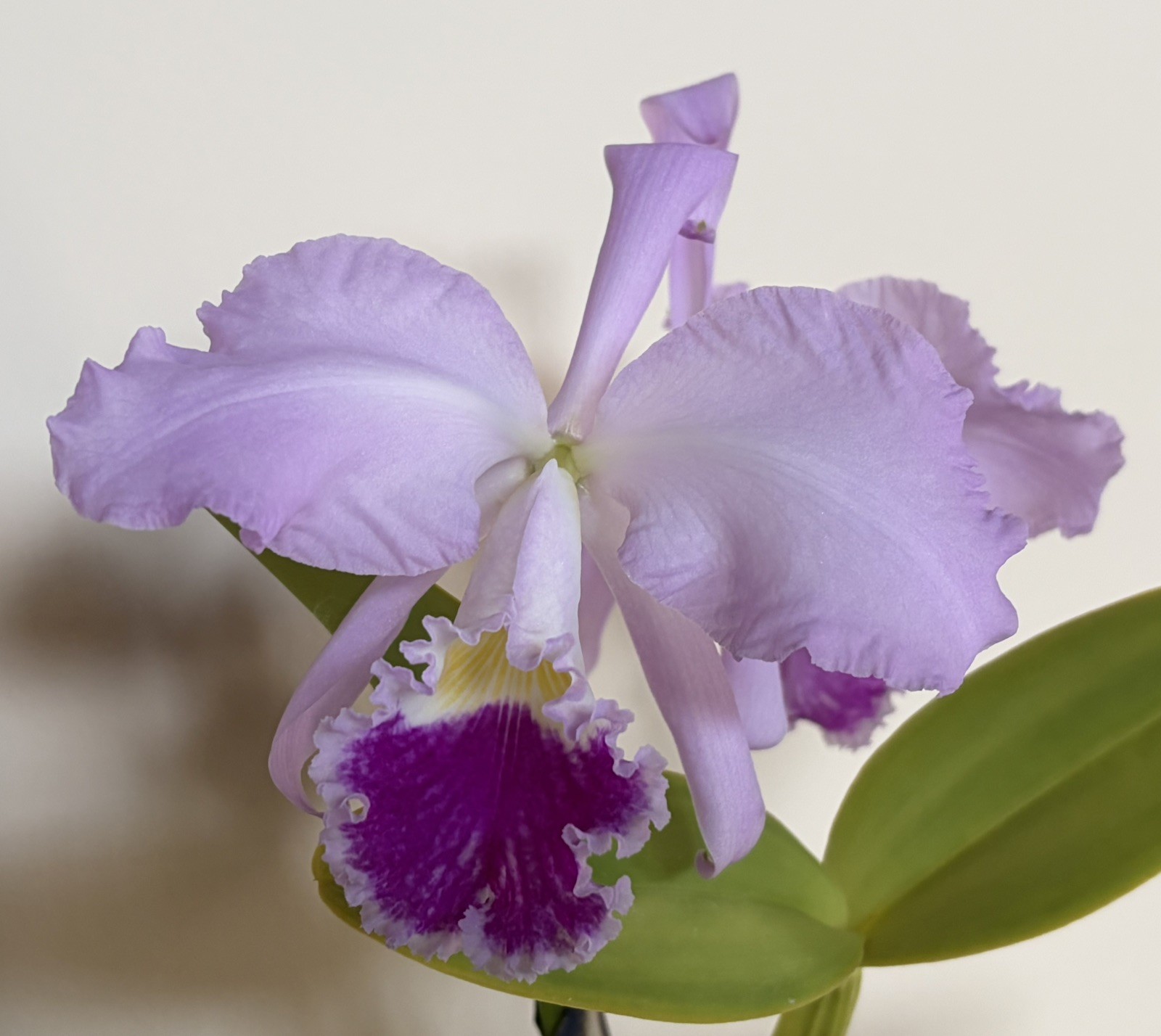 Cattleya warneri FRAGANT large-flowered spring-blooming orchid species MATURE