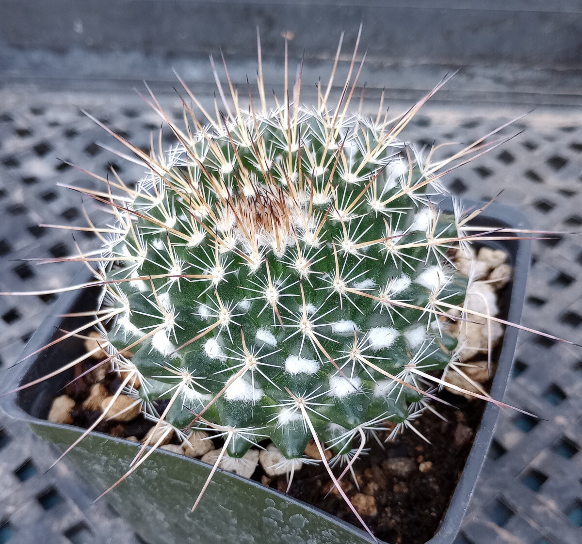 Mammillaria hahniana x compressa cv. Snow Balls Heavy Wool Covered Tubercles