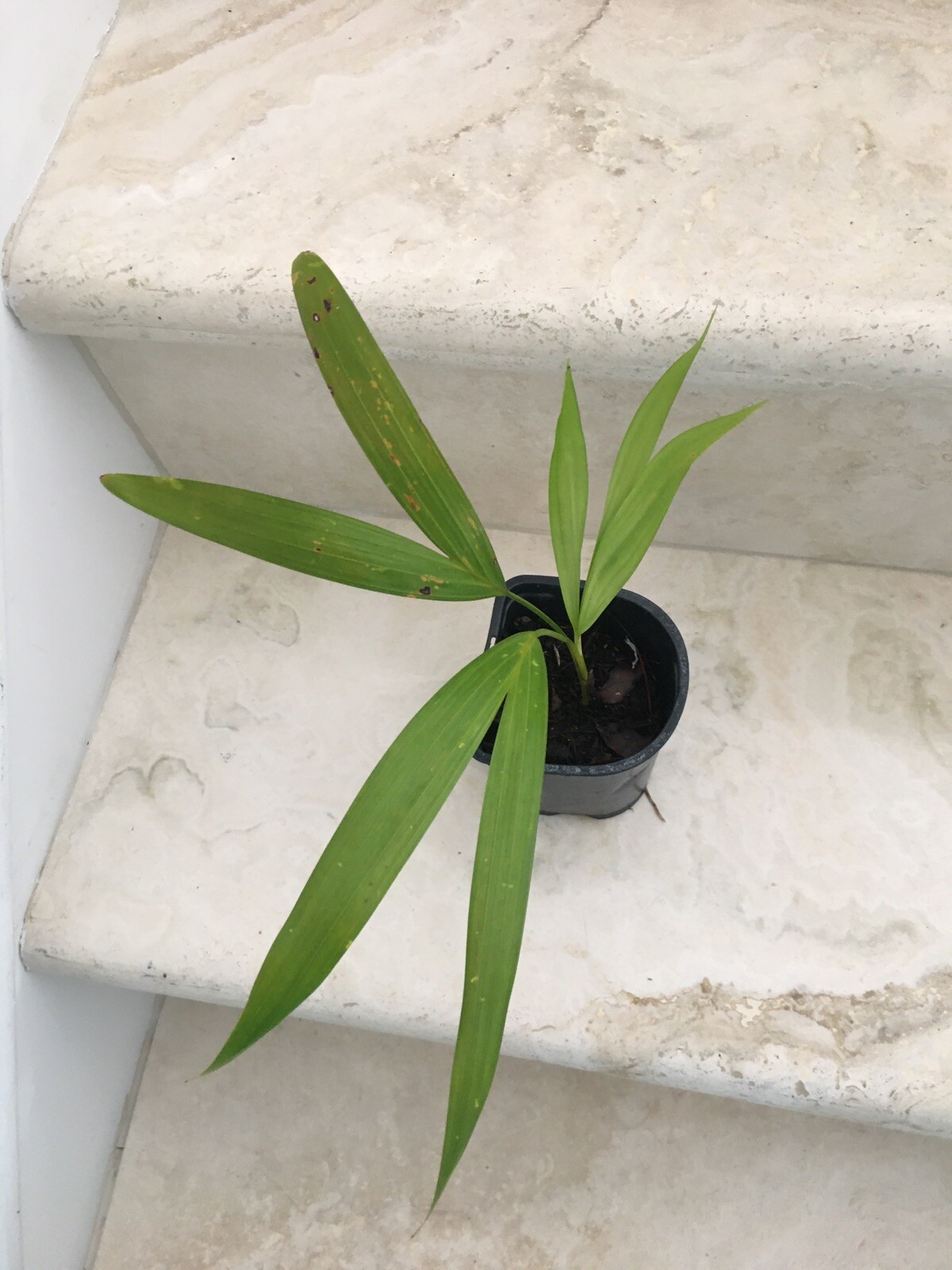 6 Areca palm 8” Starter seedling LIVE PLANTS! Fully Rooted! VERY Healthy!