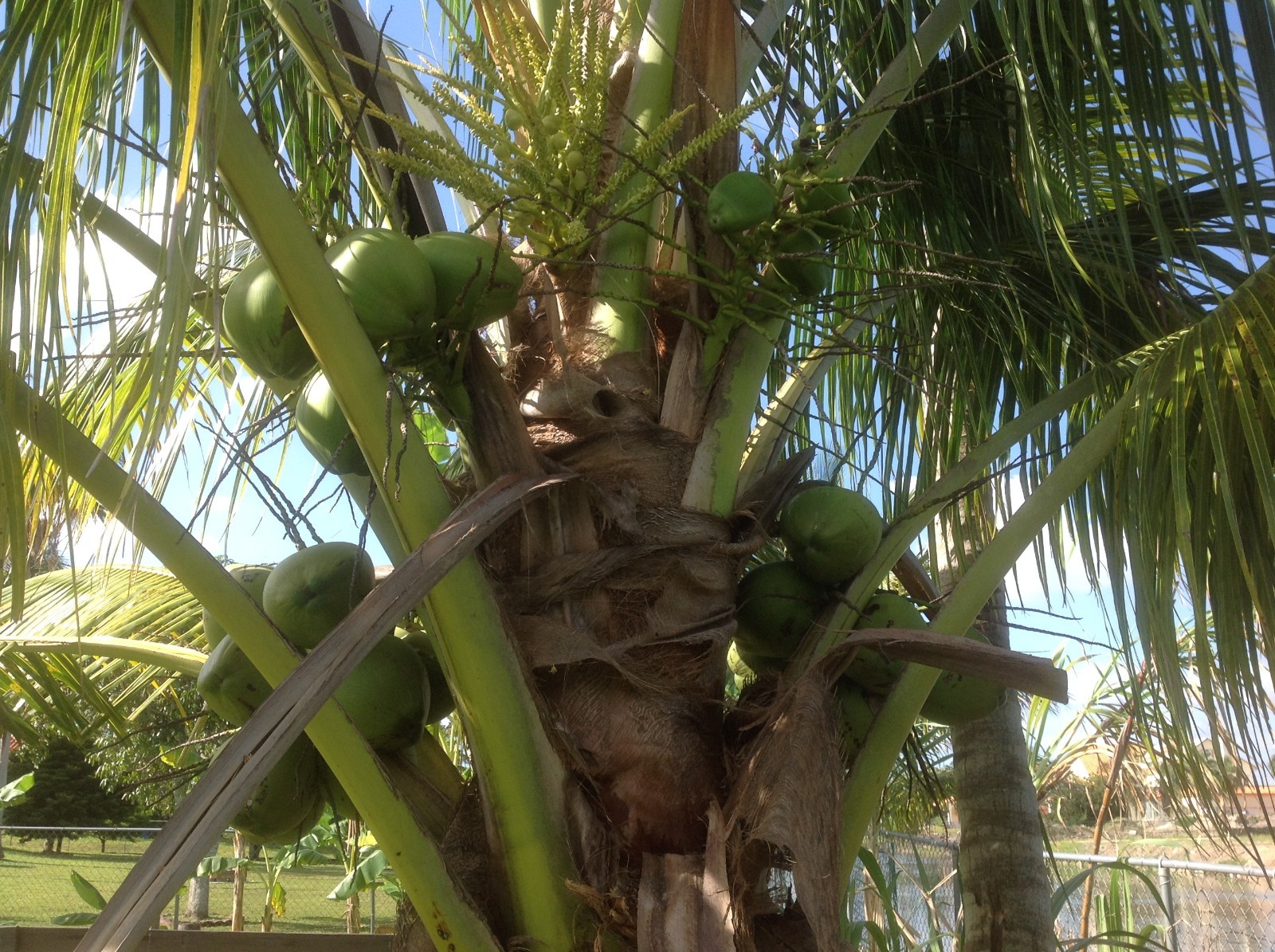 3 Fresh Whole Dry Coconut With Water For Shell/Bowl/Coir/Husk Fiber.