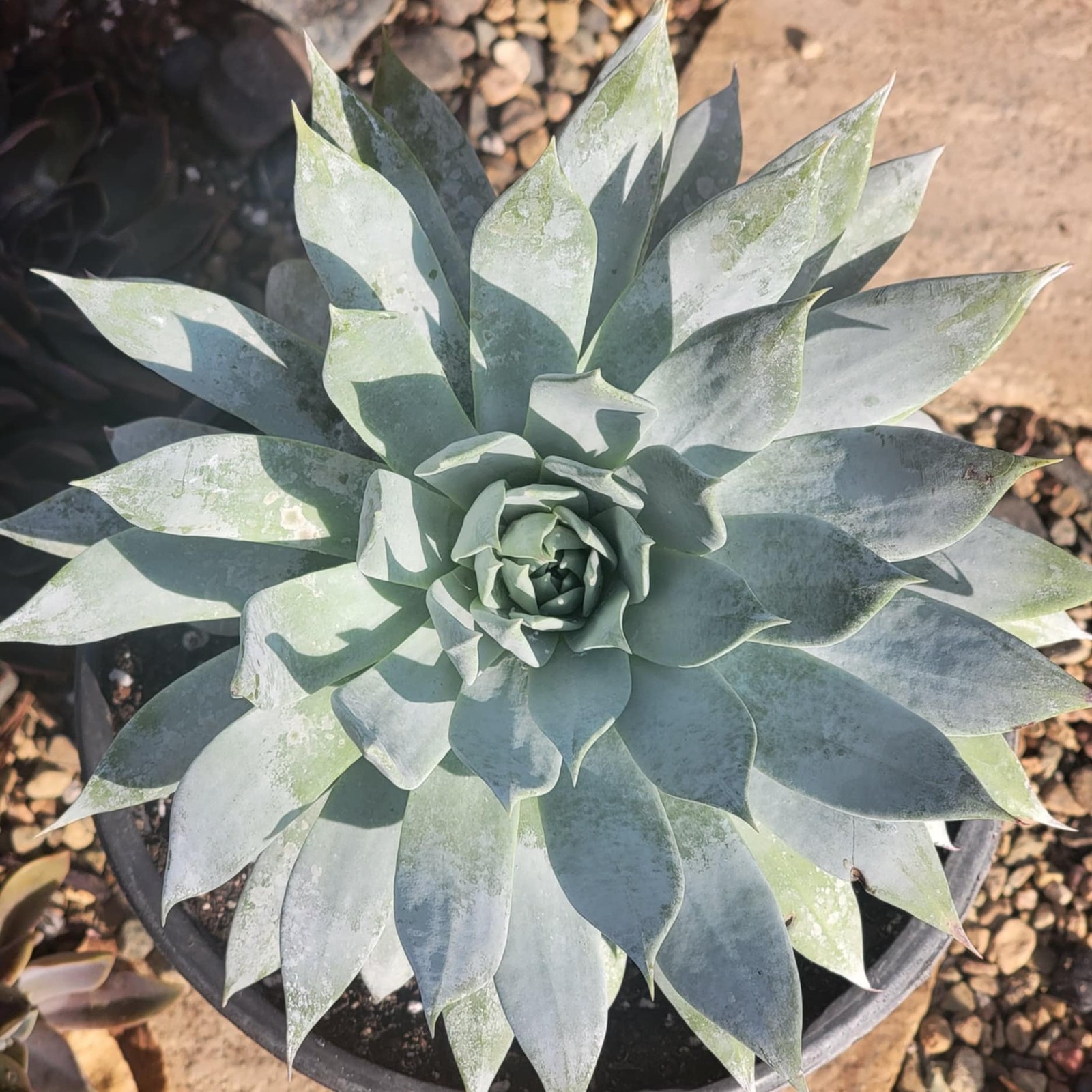 Dudleya brittonii ‘Giant Chalk’