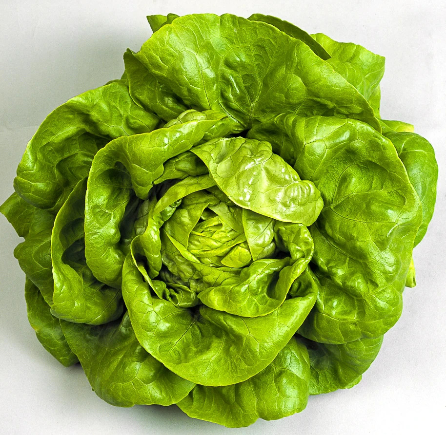 1000 BIBB BUTTERHEAD LETTUCE SEEDS ~ heirloomseedguy ~ 2026 ~ NON-GMO