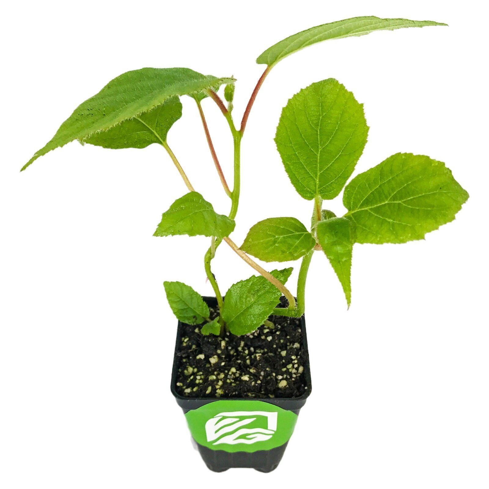 Vincent Female Kiwi – Actinidia chinensis – Live Plant