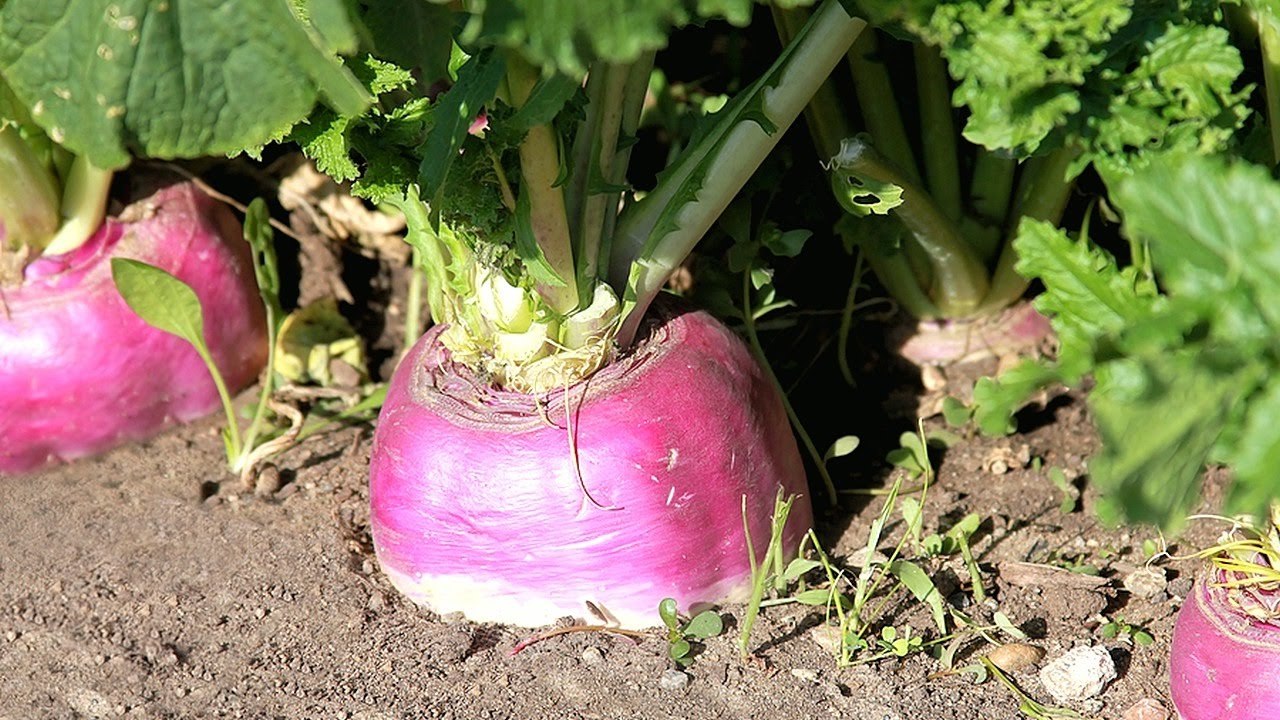 Rutabaga Seeds, American Purple Top, NON-GMO, Swedish Turnip, FREE SHIPPING