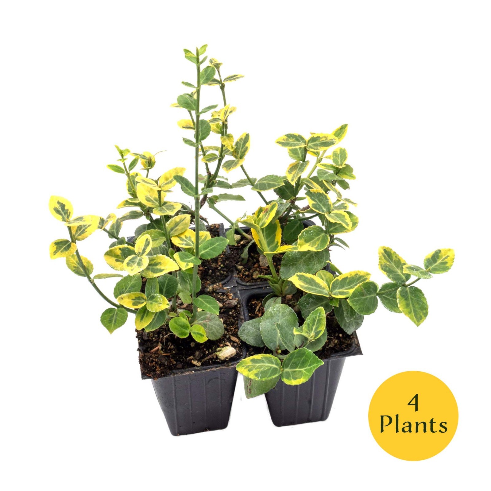 Green ‘n Gold Euonymus in 3.5” Nursery Cubes, Euonymus fortunei ‘Emerald ‘n Gold