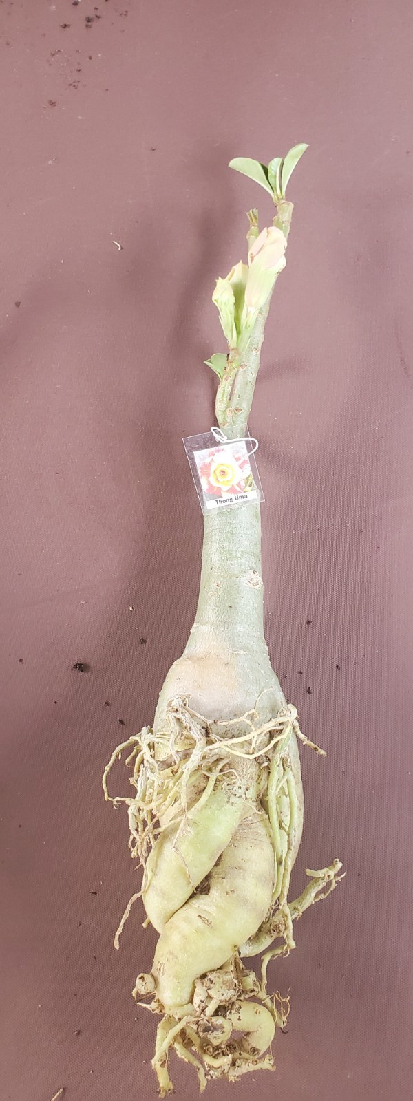 desert rose Adenium obesum plant Thong Uma yellow and red LARGE New stock “B”