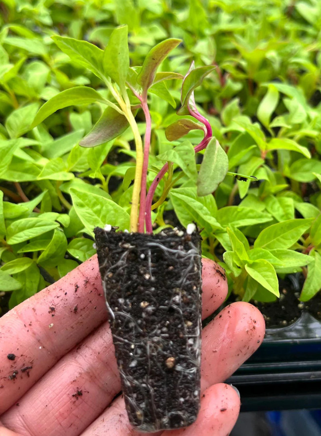 Celosia Supercrest Mix Live Plant Plug – 1–3″ Tall – Mixed Color Flower