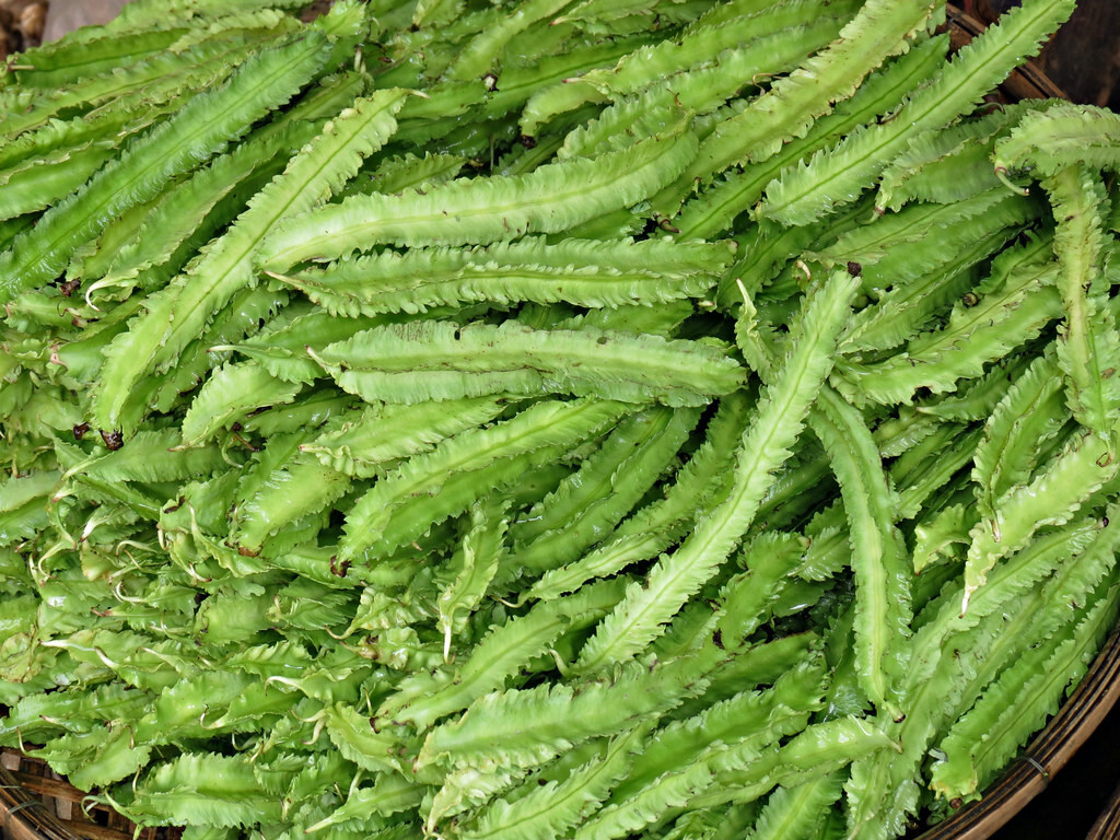 [Free Ship] WINGED BEAN SEEDS, DRAGON BEAN, ĐẬU RỒNG Vietnam- 98% GERMINATION –