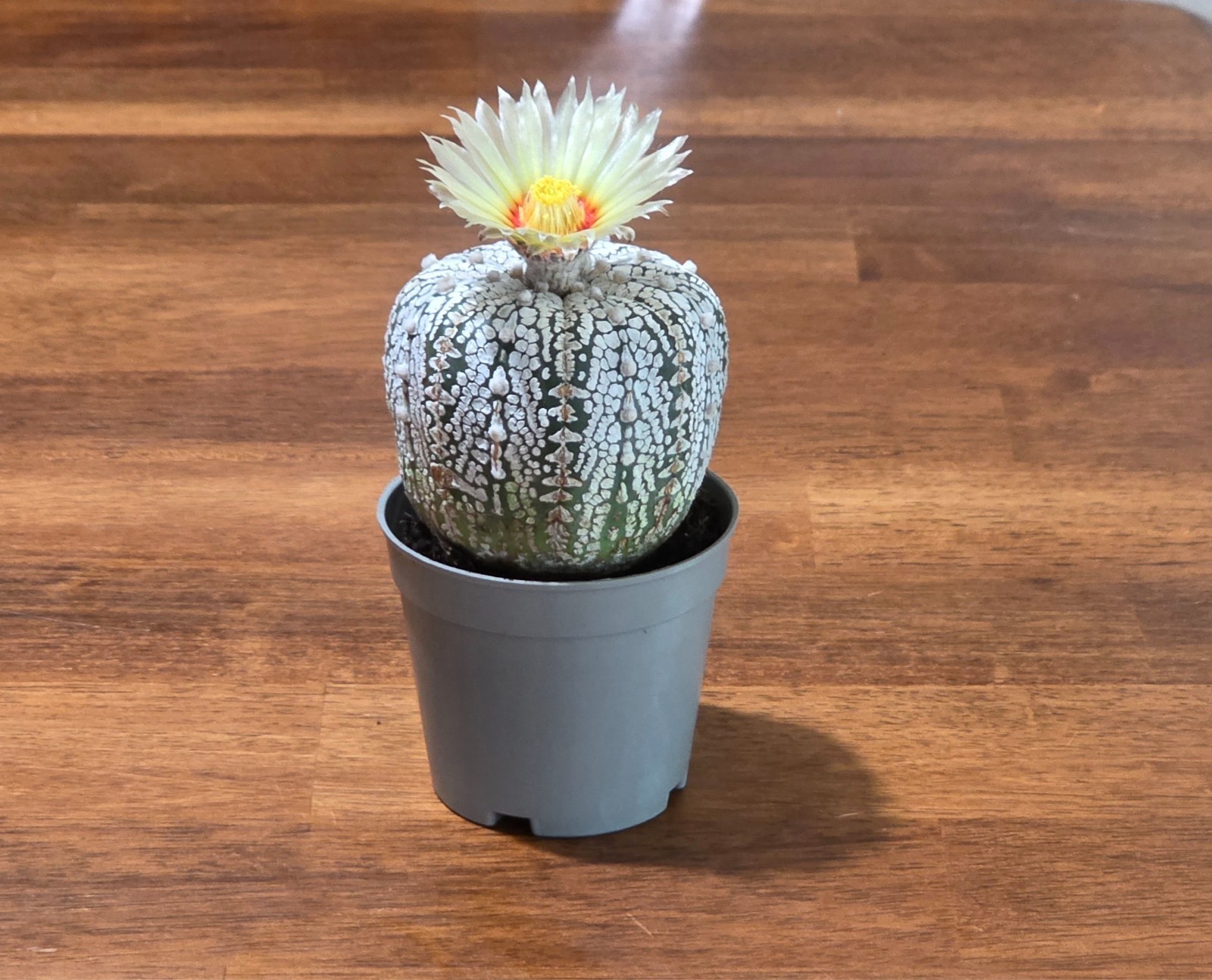 Astrophytum Asterias Super Kabuto Cactus RARE