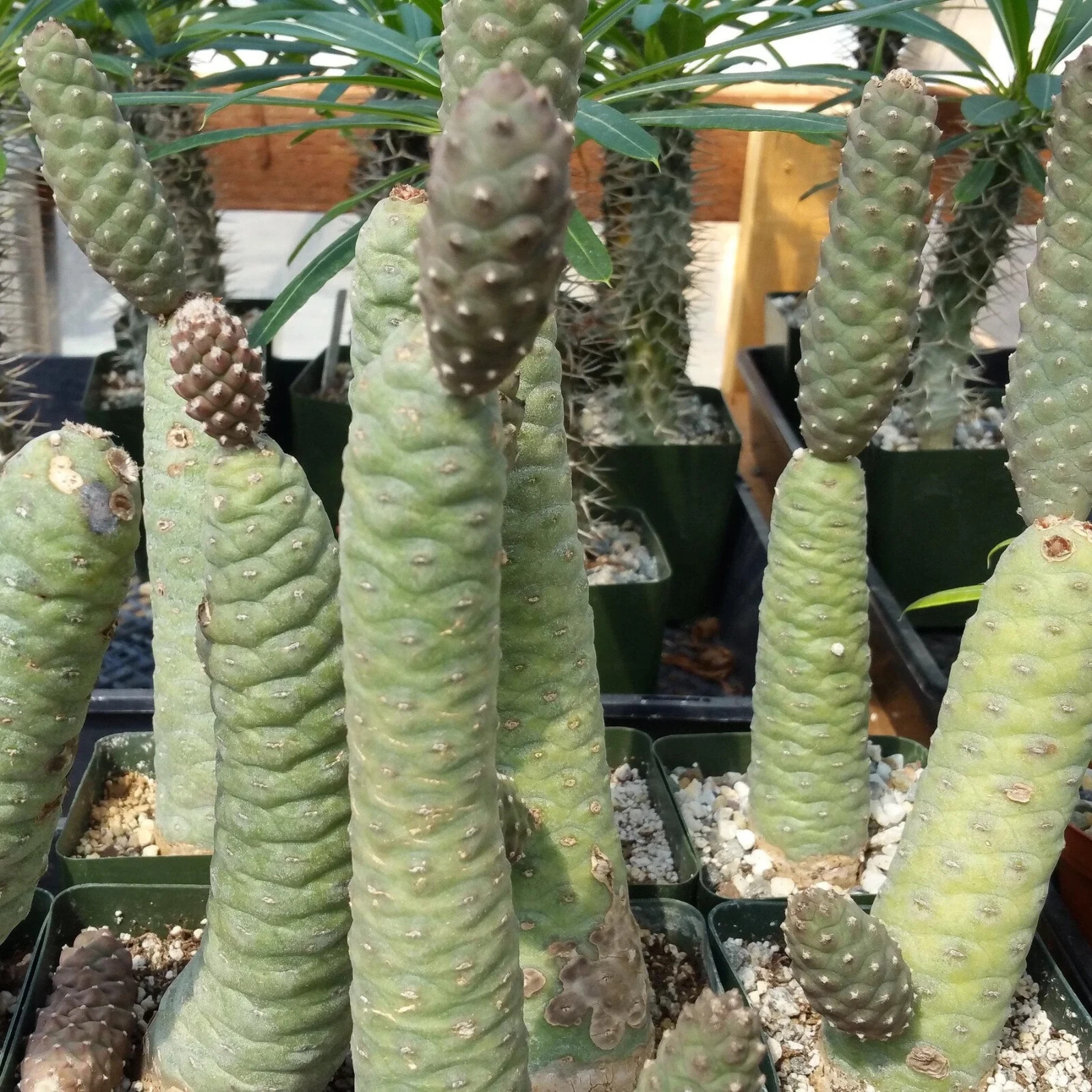 Tephrocactus articulatus – Pinecone Cactus Cutting – Buy 2 Get 1 Free