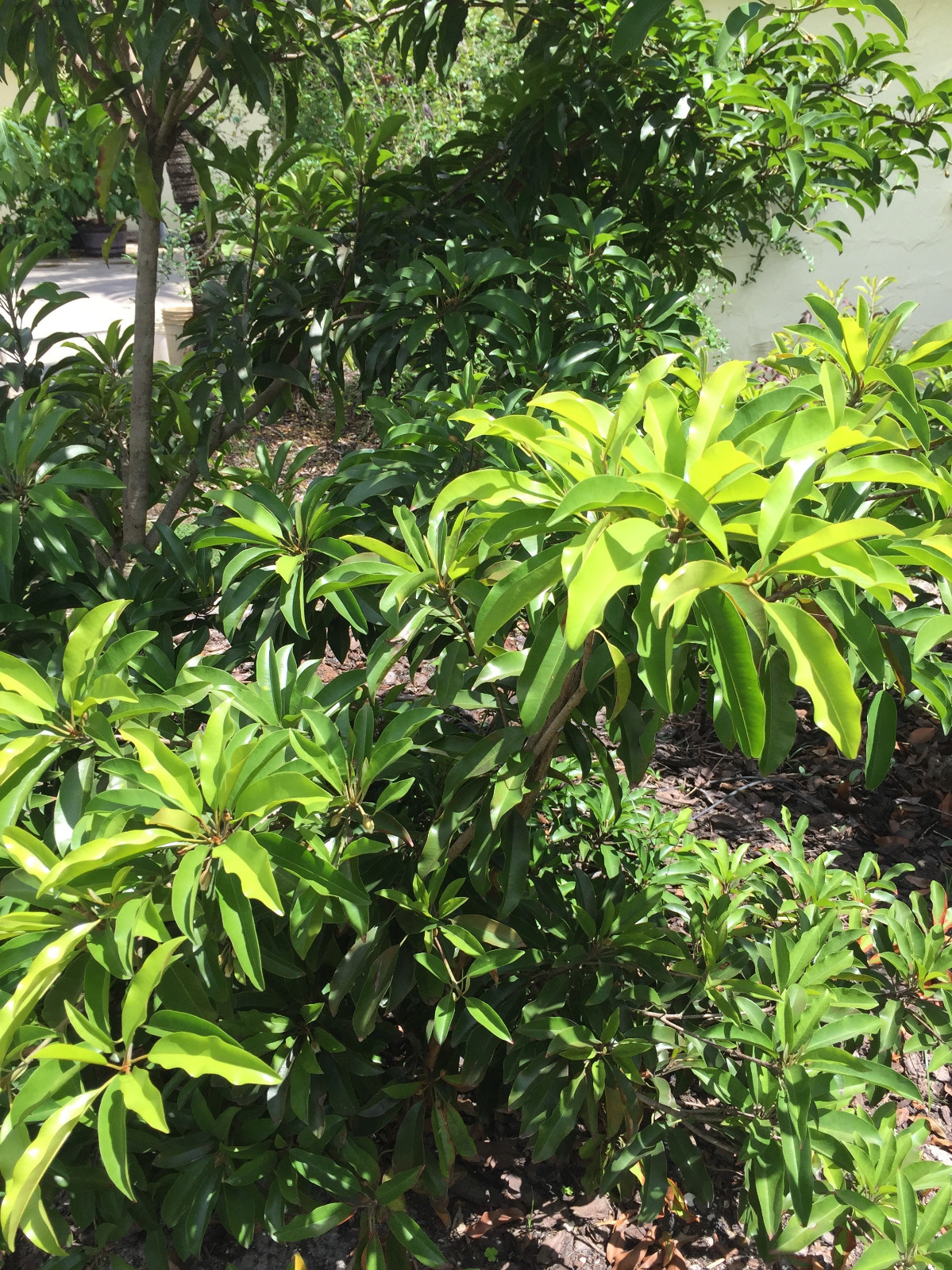 Sapodilla Manilkara Zapota Chiku Makok Tropical Tree Starter PLANT Seedling