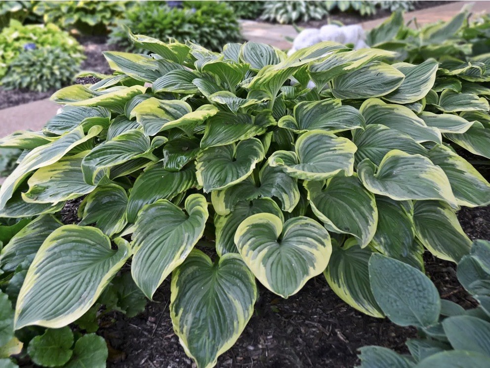 Hosta ‘Victory’ Plant 1gal Pot Large Marbled Yellow Green White Upright Foliage!