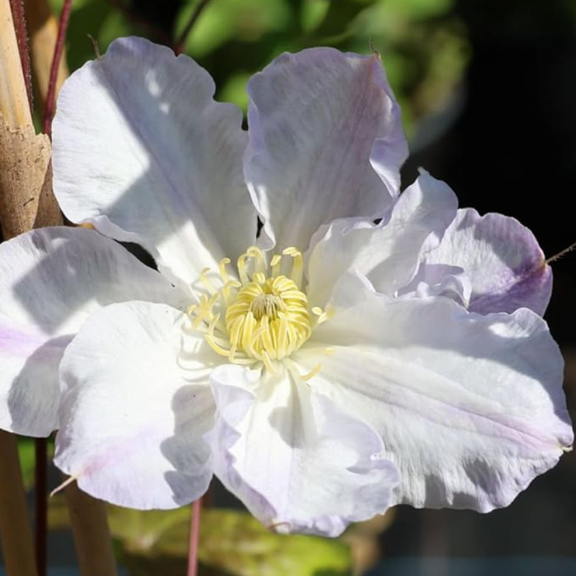 Live Tracy Lee Clematis Vine Plant – 2.5″ Pot – Compact White-Flowering Vine