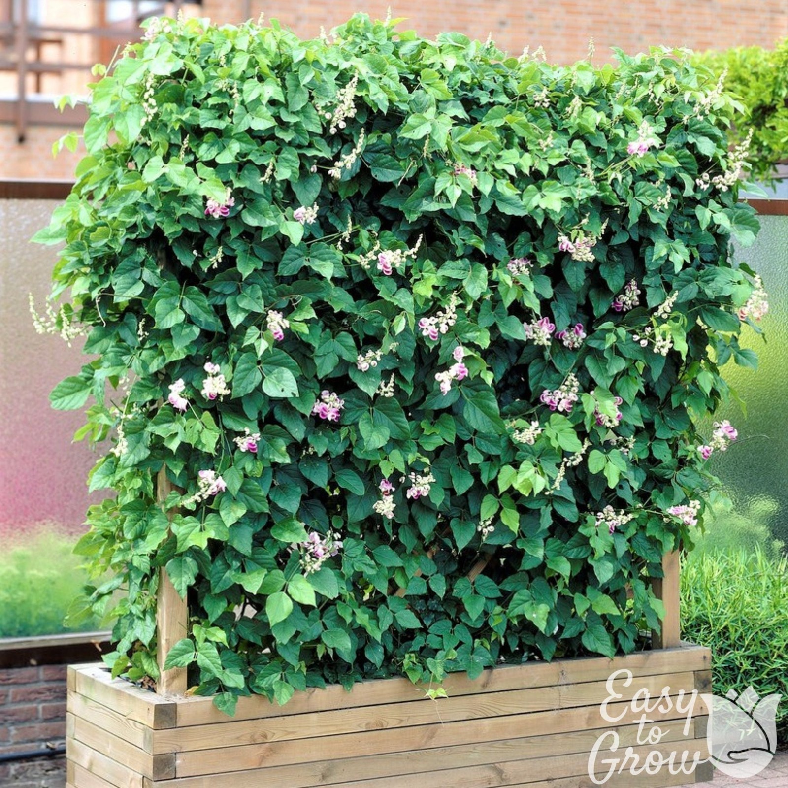 Corkscrew Vine 1 Potted Plant Rooted in a Quart Pot, Easy to Grow