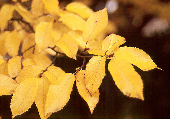European Hornbeam, Carpinus betulus, Tree Seeds (Fall Color, Bonsai, Topiary)